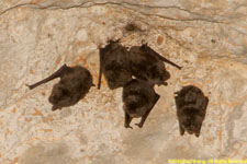 brown bats